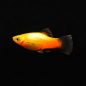 Preview: Platy Sunset-wagtail NEON, Xiphophorus maculatus var. sunset-wagtail neon